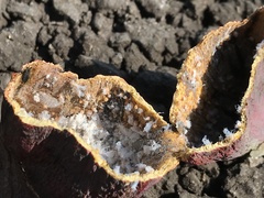 Baizongia pistaciae