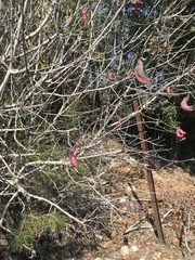 Baizongia pistaciae