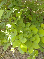 Ulmus laevis