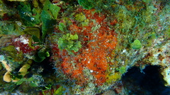 Clathria faviformis