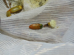 Castiarina subtincta