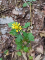 Chrysanthemum morifolium