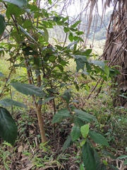 Maesa japonica