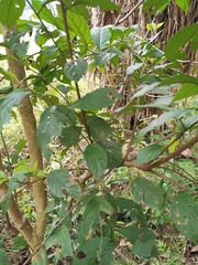 Maesa japonica