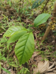 Maesa japonica