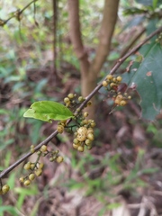 Maesa japonica