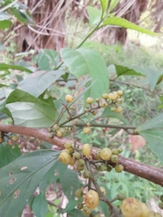 Maesa japonica