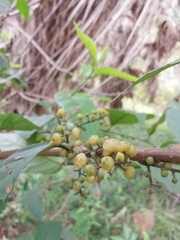 Maesa japonica