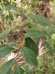 Maesa japonica
