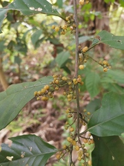 Maesa japonica
