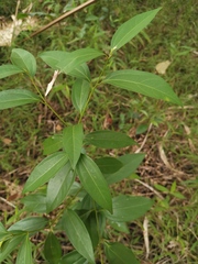 Cinnamomum burmanni