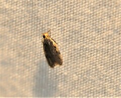 Hoplostega ochroma