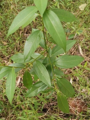 Cinnamomum burmanni