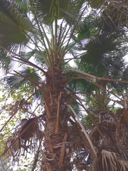 Livistona chinensis