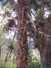 Livistona chinensis