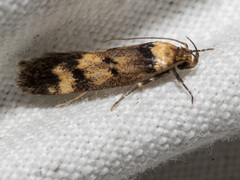 Sphyrelata nefanda