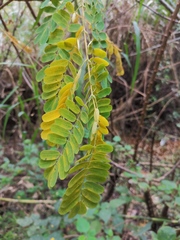 Tamarindus indica