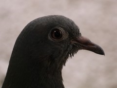 Columba livia domestica