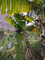Musa