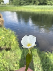 Hydrocharitaceae