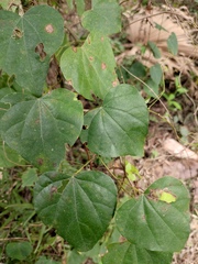 Pericampylus glaucus