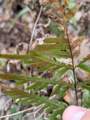 Pteris dispar