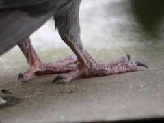 Columba livia domestica