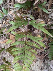 Pteris dispar