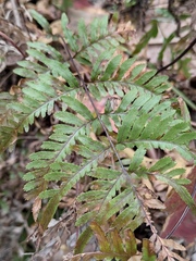 Pteris dispar