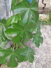 Cecropia peltata