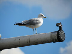 Larus canus