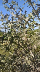 Colletia paradoxa