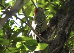 Melanerpes superciliaris