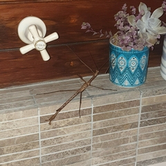 Acrophylla enceladus