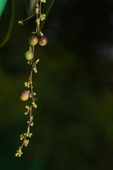 Cyclea hypoglauca