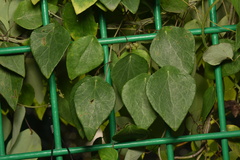 Cyclea hypoglauca