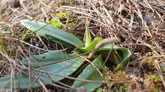 Ophrys sphegodes massiliensis
