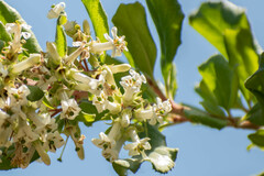 Escallonia illinita