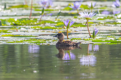 Thalassornis leuconotus
