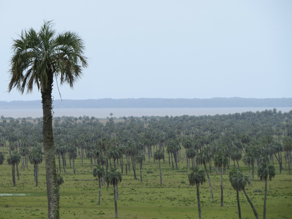 Butia odorata, Castillos, Departamento de Rocha, Uruguay