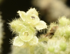 Cissampelos pareira