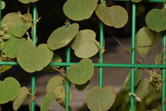 Cissampelos pareira
