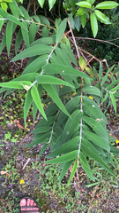Buddleja salviifolia