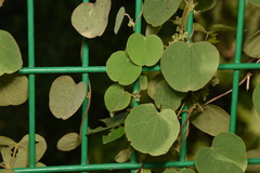 Cissampelos pareira