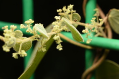 Cissampelos pareira