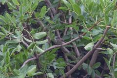 Prodotiscus regulus