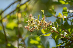 Escallonia illinita