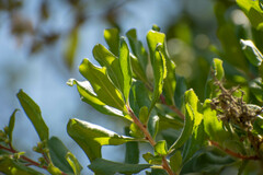 Escallonia illinita
