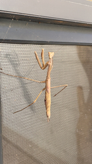 Archimantis
