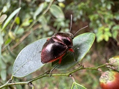 Lampromicra